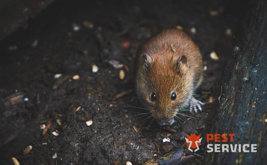 Дератизация в Зеленодольске